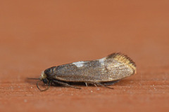 Incurvaria pectinea