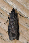 Sotsmalmott (Pyla fusca)