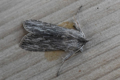 Svevehettefly (Cucullia lucifuga)