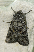 Smellefjellfly (Lasionycta proxima)