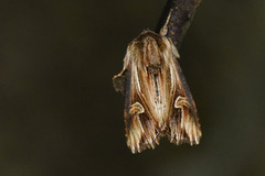 Tannet perikumfly (Actinotia polyodon)