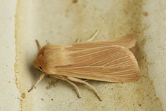 Halmgult gressfly (Mythimna pallens)