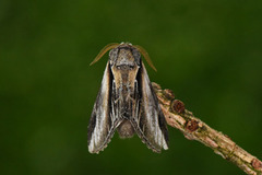 Seljetannspinner (Pheosia tremula)