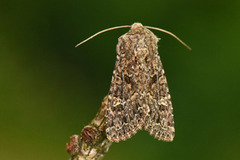 Mørkt engfly (Apamea furva)