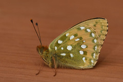 Aglajaperlemorvinge (Argynnis aglaja)