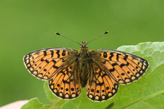 Brunflekket perlemorvinge (Boloria selene)