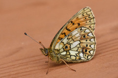 Brunflekket perlemorvinge (Boloria selene)