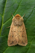 Teglrødt gressfly (Mythimna ferrago)