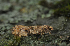 Nettkjukemøll (Montescardia tessulatellus)