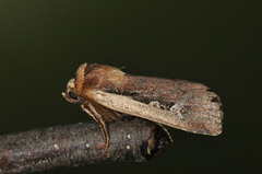 Hvitkantfly (Ochropleura plecta)