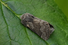 Hagtornspinner (Trichiura crataegi)