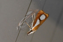 Toflekket nebbmott (Catoptria pinella)