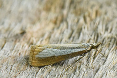 Perlemornebbmott (Catoptria margaritella)