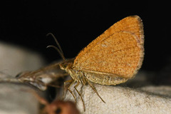 Brun buemåler (Macaria brunneata)