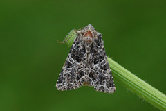 Mørkt nellikfly (Hadena bicruris)