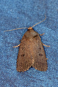 Grått pyramidefly (Amphipyra tragopoginis)