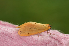 Panterspinner (Setina irrorella)