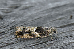 Epinotia cinereana/nisella