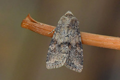 Rødlig løvfly (Parastichtis suspecta)