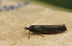 Ypsolopha parenthesella