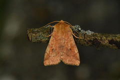 Vinkelfly (Enargia paleacea)