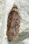 Agonopterix ciliella/heracliana