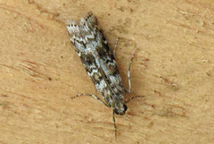 Grankonglesmalmott (Dioryctria abietella)