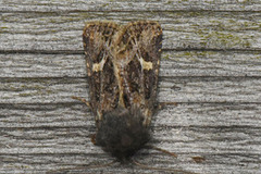 Svart sumpfly (Celaena haworthii)