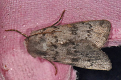 Lyst klippefly (Epipsilia grisescens)