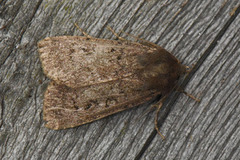 Krattfly (Graphiphora augur)