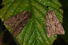 Stort engfly (Apamea monoglypha)