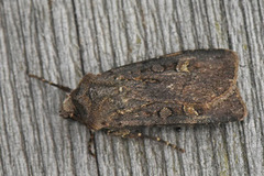 Svart jordfly (Euxoa nigricans)