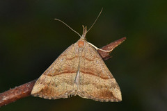 Neslenebbfly (Hypena proboscidalis)