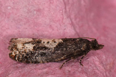 Bjørkekveldvikler (Epinotia trigonella)