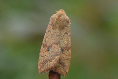 Bølgelinjet høstfly (Agrochola circellaris)