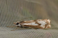 Myrnebbmott (Crambus alienellus)