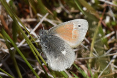 Myrringvinge (Coenonympha tullia)