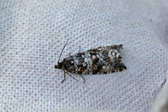 Lyngprydvikler (Phiaris schulziana)