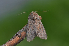 Rødt fjellengfly (Apamea schildei)