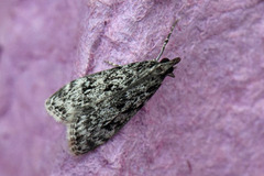 Barkmosemott (Eudonia truncicolella)