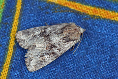 Skogengfly (Apamea illyria)