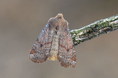 Variabelt flatfly (Conistra vaccinii)