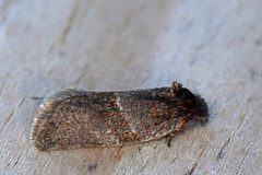 Vårbåndvikler (Philedonides lunana)