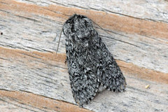 Blågrått kveldfly (Acronicta euphorbiae)