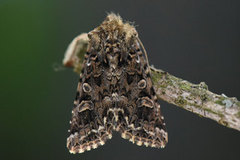 Brunt nellikfly (Hadena perplexa)