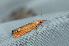 Perikumvikler (Lathronympha strigana)