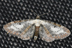 Burotdvergmåler (Eupithecia succenturiata)