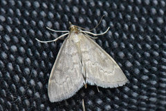 Marimjelleengmott (Anania fuscalis)