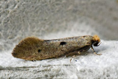 Punktreirmøll (Tinea trinotella)