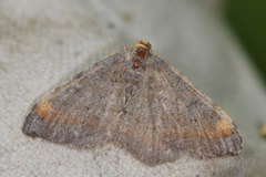 Furubuemåler (Macaria liturata)